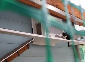 I Can Has Catio:4 Things We Learned About The Hottest Cat Accessory Of 2017