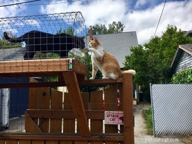 I Can Has Catio:4 Things We Learned About The Hottest Cat Accessory Of 2017