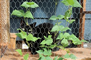 I Can Has Catio:4 coisas que aprendemos sobre o acessório de gato mais quente de 2017