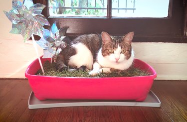 고양이를 위한 소형 실내 정원 만드는 방법