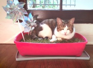 Hur man gör en mini-inomhusträdgård för din katt
