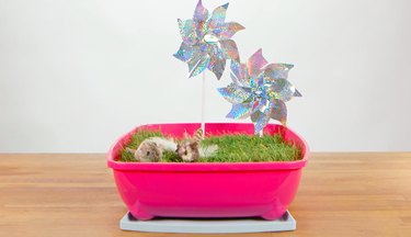 Hur man gör en mini-inomhusträdgård för din katt
