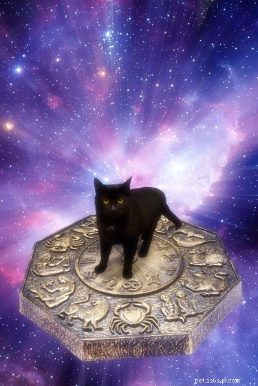 Vilken typ av katt är du baserad på din zodiak?