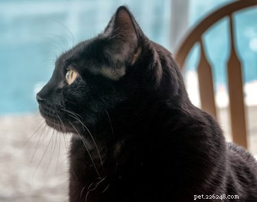 Que tipo de gato você é baseado no seu zodíaco?