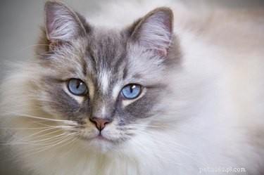 Какой тип кошек соответствует вашему зодиаку?