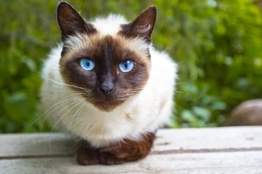 Welk type kat ben jij gebaseerd op je dierenriem?