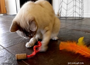 와인 코르크로 고양이 장난감을 만드는 방법