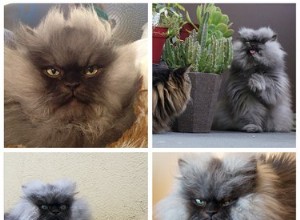 Os gatos aparentemente têm 1 de apenas 5 tipos de personalidade