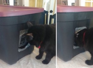 Hoe maak je een schuilplaats bij koud weer voor wilde katten