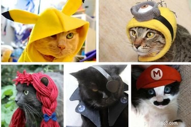 20가지 DIY 가능한 고양이 의상