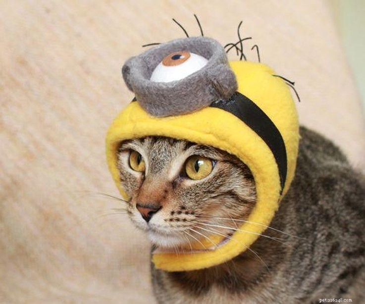 20 super costumes à bricoler pour chats