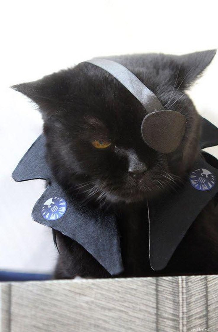20 суперкостюмов для кошек, которые можно сделать своими руками