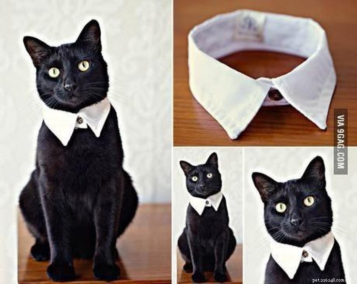 20 super DIY-kompatibla kostymer för katter
