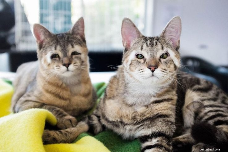 Voici comment les chats nés sans paupières obtiennent une seconde chance à la vue