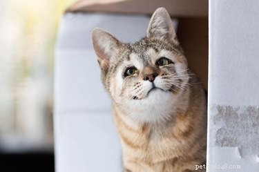 Veja como os gatos nascidos sem pálpebras têm uma segunda chance de ver