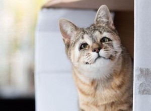 Ecco come i gatti nati senza palpebre ottengono una seconda possibilità a vista