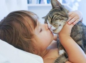 10 sätt att få din katt VERKLIGEN att älska dig