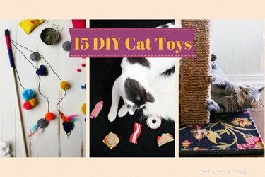 고양이를 위한 15가지 멋진 DIY 장난감