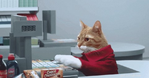 Come filmare i gatti che fanno la spesa in un mini supermercato
