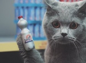 Jak natočit kočky nakupování v mini supermarketu