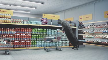 Come filmare i gatti che fanno la spesa in un mini supermercato
