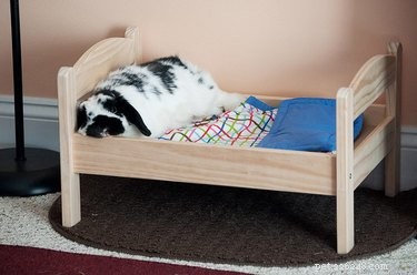 13 hack IKEA per i tuoi animali domestici