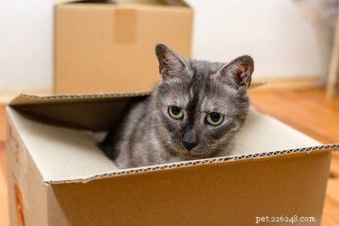 Hur man flyttar hus med husdjur