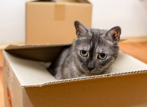 Comment déménager avec des animaux domestiques