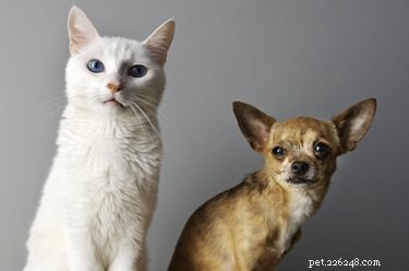 Är katter smartare än hundar?