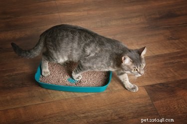 Quanto spesso dovresti cambiare la lettiera del gattino?