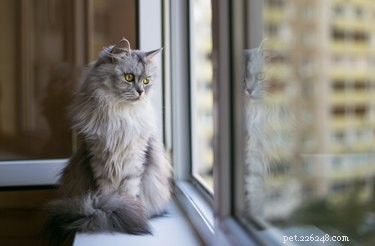 Самодельные защитные кошачьи экраны