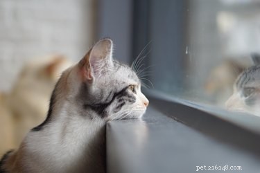 Domácí kočičí chrániče na obrazovky