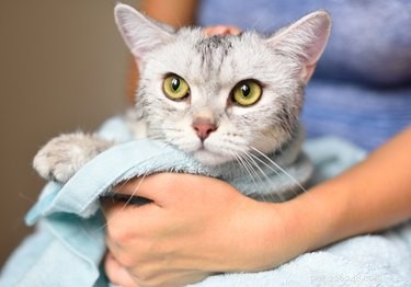 猫のための安全な石鹸 