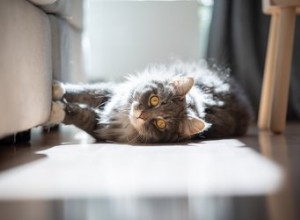 Hur får du mattor ur en kattpäls med hårbalsam