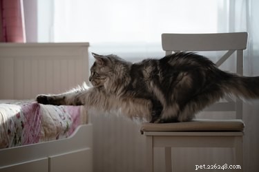 Hur får du mattor ur en kattpäls med hårbalsam