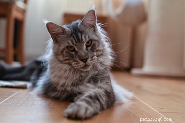 Hoe krijg je matten uit een kattenbont met haarconditioner