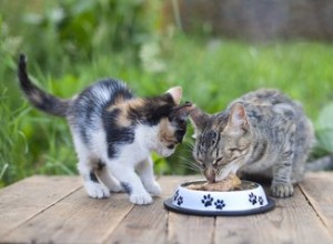 Jak zabránit ptákům v pojídání krmiva pro mé kočky
