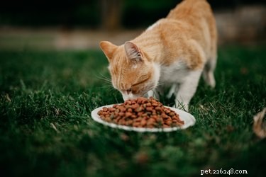 Hur man hindrar fåglar från att äta min kattmat