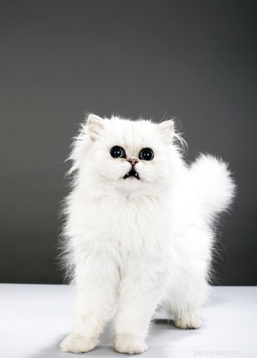 猫の毛皮を白くするにはどうすればよいですか？ 