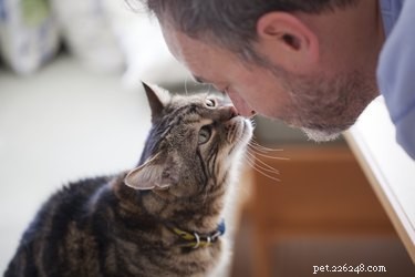 I gatti si ricordano dei loro proprietari dopo anni?