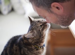 I gatti si ricordano dei loro proprietari dopo anni?