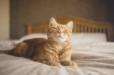 Hur får man bort katthår från ett täcke