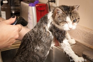 Как сделать шерсть кошки белой