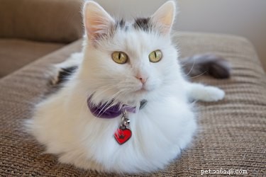 Шампунь для кошек в домашних условиях