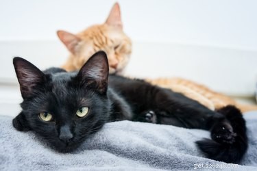 Hoe zich te ontdoen van huidschilfers van katten in huis
