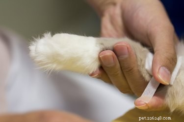 猫の毛から包帯を取り除く方法 