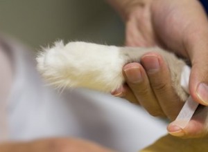 猫の毛から包帯を取り除く方法 