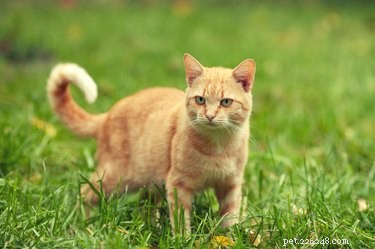 Какие запахи или травы отпугнут кошек?