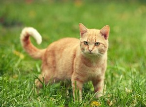 Quali odori o erbe respingeranno i gatti?