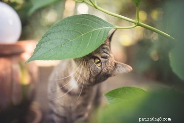 Vilka lukter eller örter kommer att stöta bort katter?